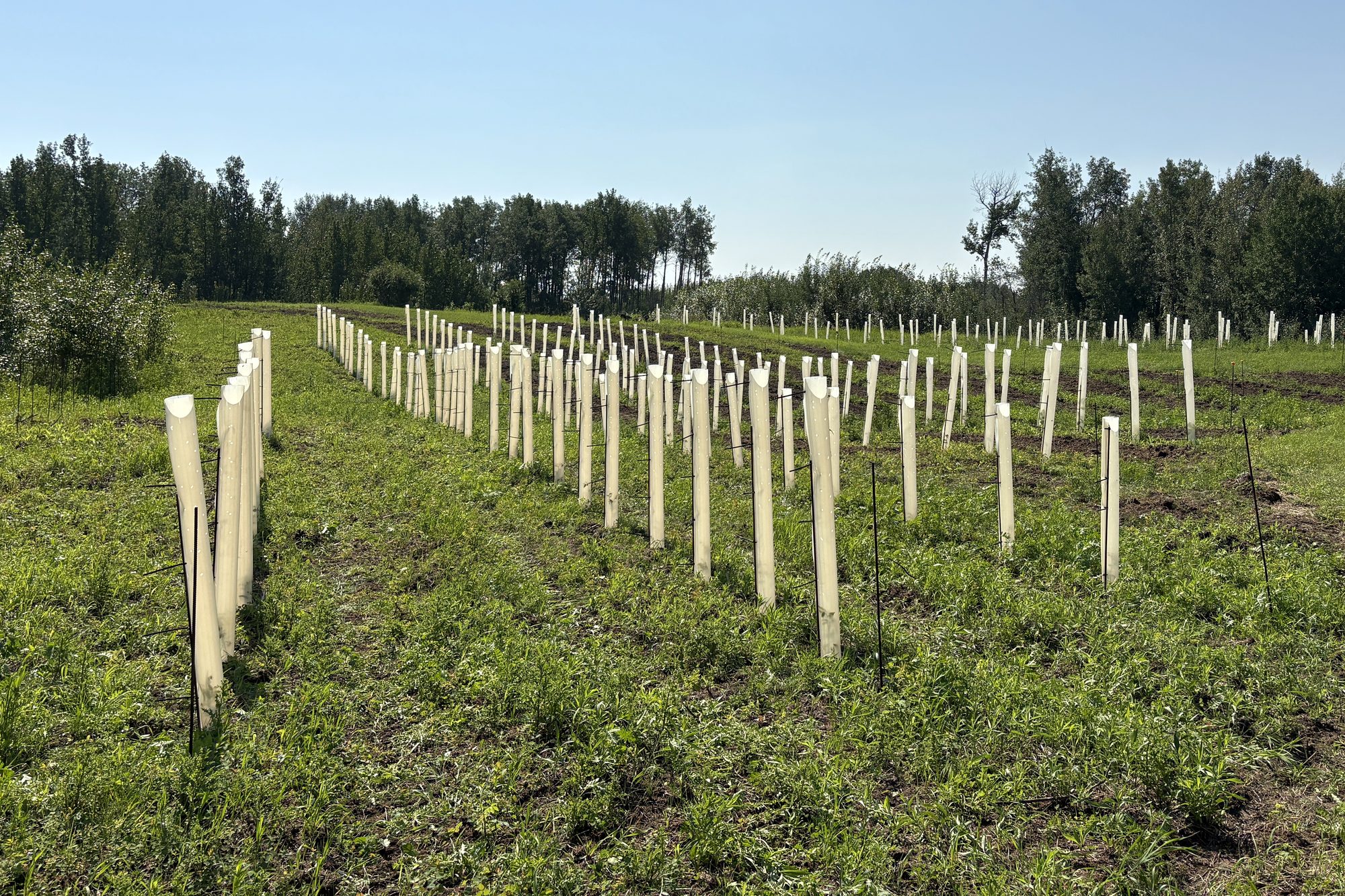 Rows of young trees in white tree tubes stretching across a green summer field, with a line of forest behind.